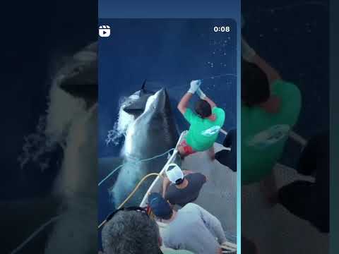 Massive Great White Shark eats fisherman’s Tuna. New undies please. #shorts #greatwhiteshark