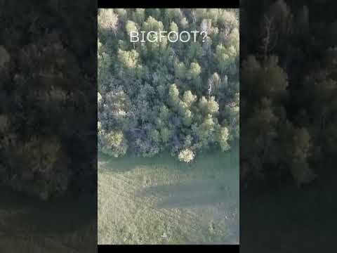 Drone Captures Footage Of Bigfoot In SE Idaho RUNNING FOR COVER!! #Shorts #BigfootCaughtOnCamera