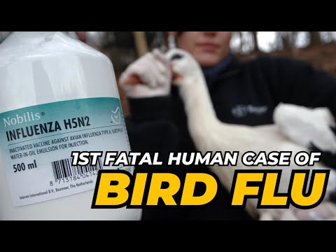 1st fatal human case of bird flu