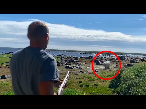 6 Polar Bear Encounters That Will Shock You