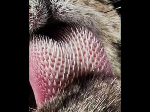 How a Tiger&#039;s tongue looks like - Tiger tongue #shorts #knowledge